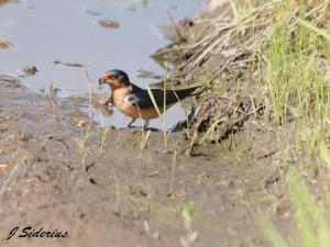 Getting just the right mud and straw