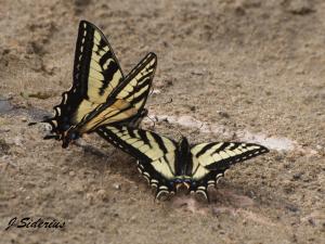 Swallowtails
