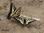 Swallowtails