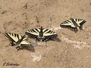 Yellow Swallowtails