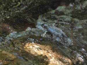 Dipper or Water Ouzel - you can see why they earned the name