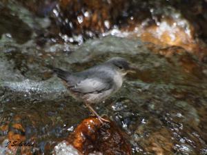 Young Dipper calling for food