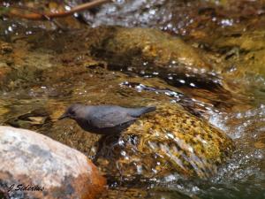 American Dipper