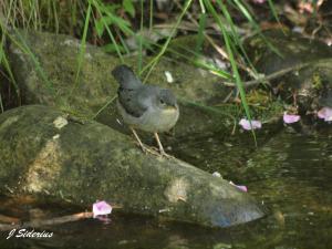 Young Dipper waiting for food