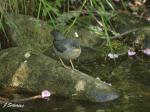 American Dipper