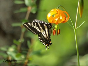 Pale Swallowtail on Canada Lily