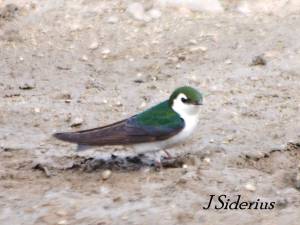 Violet Green Swallow male looking for twigs in the mud