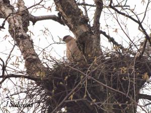 Female building the nest
