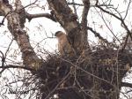 Cooper’s Hawk