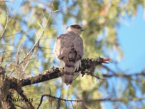 Male early in spring 