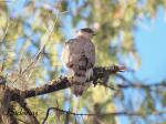 Cooper’s Hawk