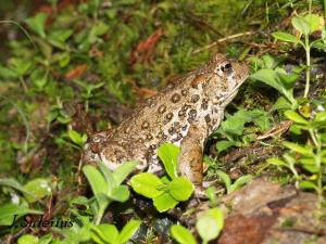I saw this Western Toad last year on the trail
