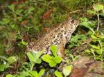 Western Toad