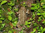 Western Toad