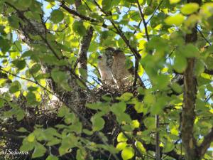 Cooper's Hawk Female on the nest with young