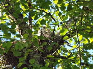 Small young on the nest
