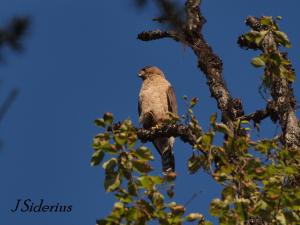 Cooper's Hawk male on observation post