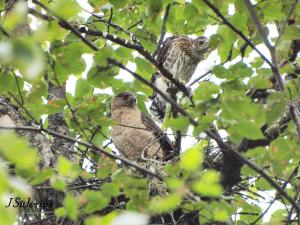 Female on nest with young