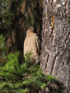 Female near the nest