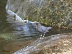 American Dipper