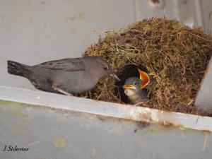 at the nest - younger chicks
