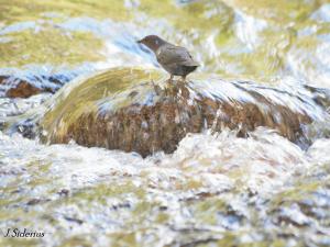 a dipper in it's element