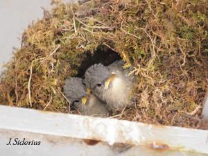 watching for the parents