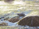 American Dipper