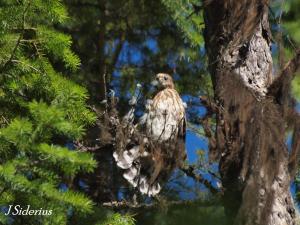 just out of the nest