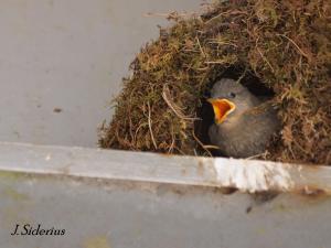 The last in the nest calling for food