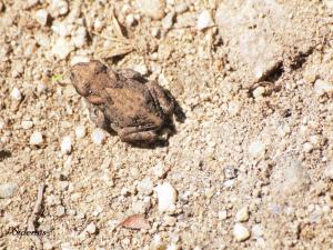 A tiny Western Toad "toadlet"