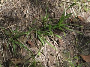There are at least 6 toadlets in this photo.