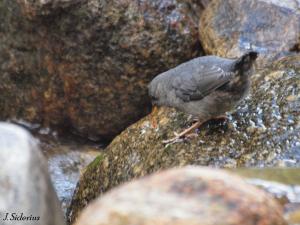 Fledgling finding its own food.