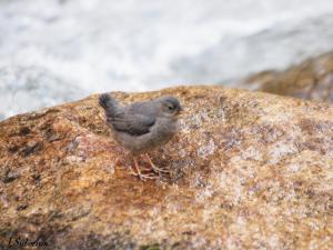 A fledgling 4 days after leaving the nest.