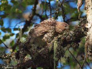 Fledgling feeding