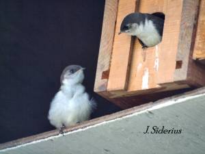 The fledgling and  one of the two still in the nest.