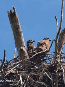 Two young Bald Eagles at the nest