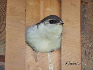 The last one in the nest.