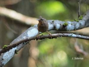 On the thicket trail amid the mosquitoes!