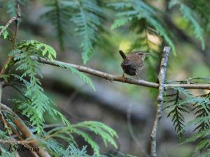 Busy feeding the young wrens