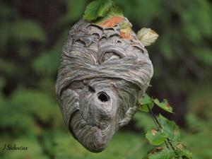 A large Bald-faced hornet nest