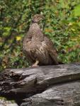 Ruffed Grouse