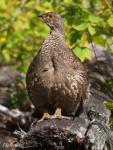 Ruffed Grouse