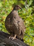 Ruffed Grouse