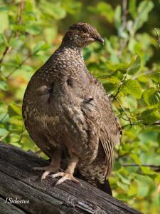 Fool Hen or Saavy Mom? The Dusky Grouse | siderius blog