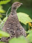 Ruffed Grouse