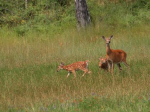 Doe and twin fawns