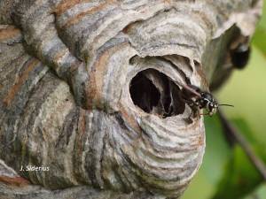 Flying from the nest
