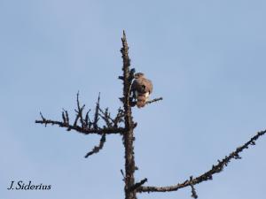 Cooper's Hawk male on the lookout snag in May