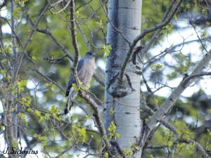 Cooper's Hawk male near the bird feeder in spring
